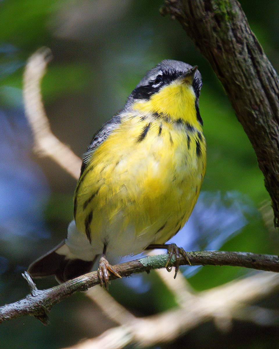 Magnolia Warbler - Jonathan Dowell