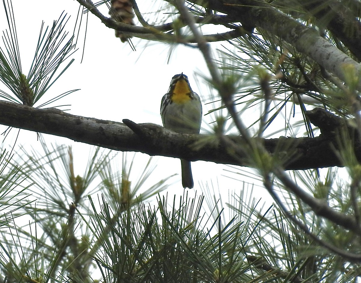 Yellow-throated Warbler - ML618402079