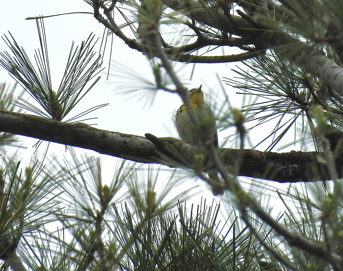 Yellow-throated Warbler - ML618402093
