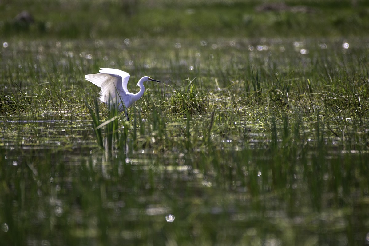 Snowy Egret - ML618402094