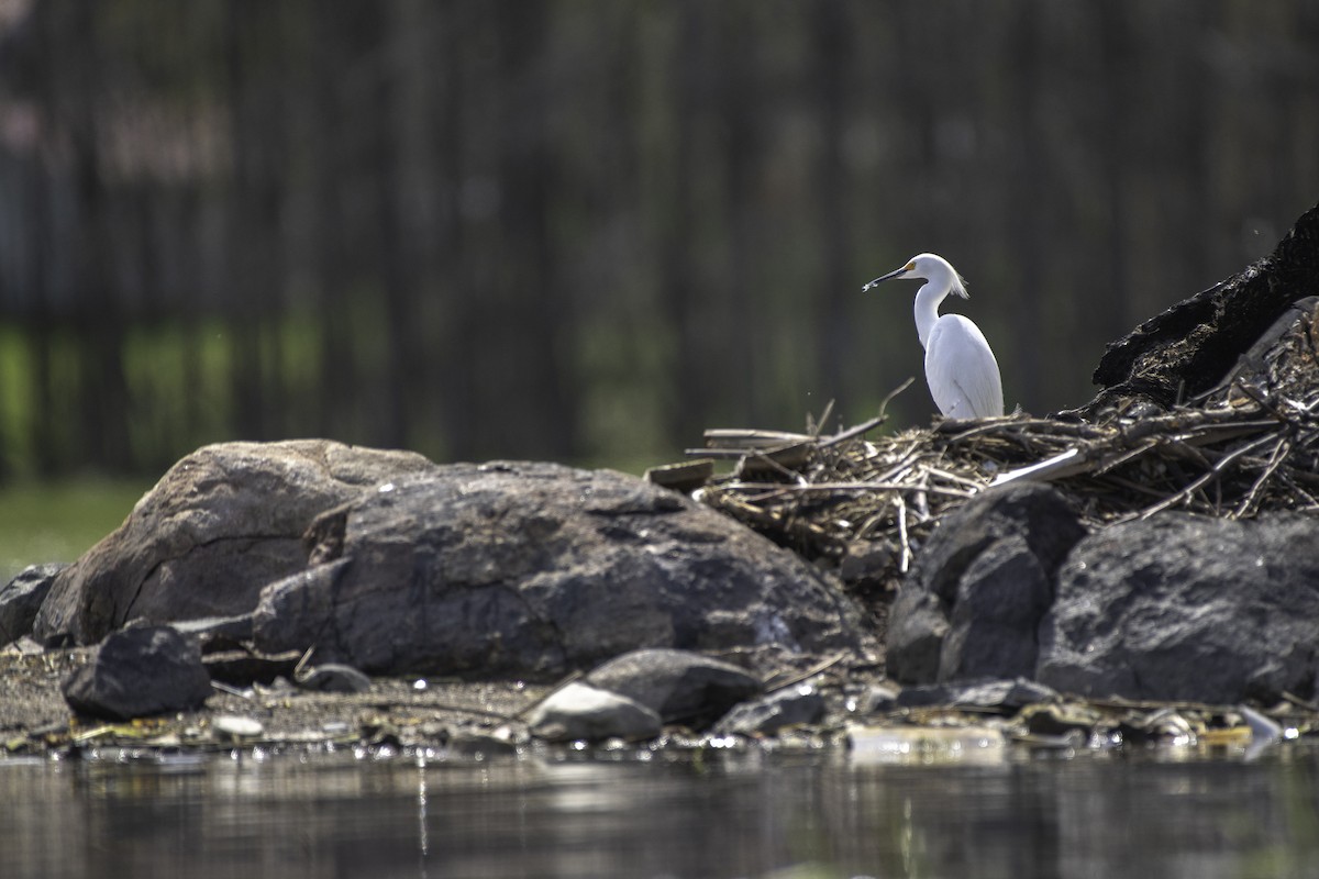 Snowy Egret - ML618402095