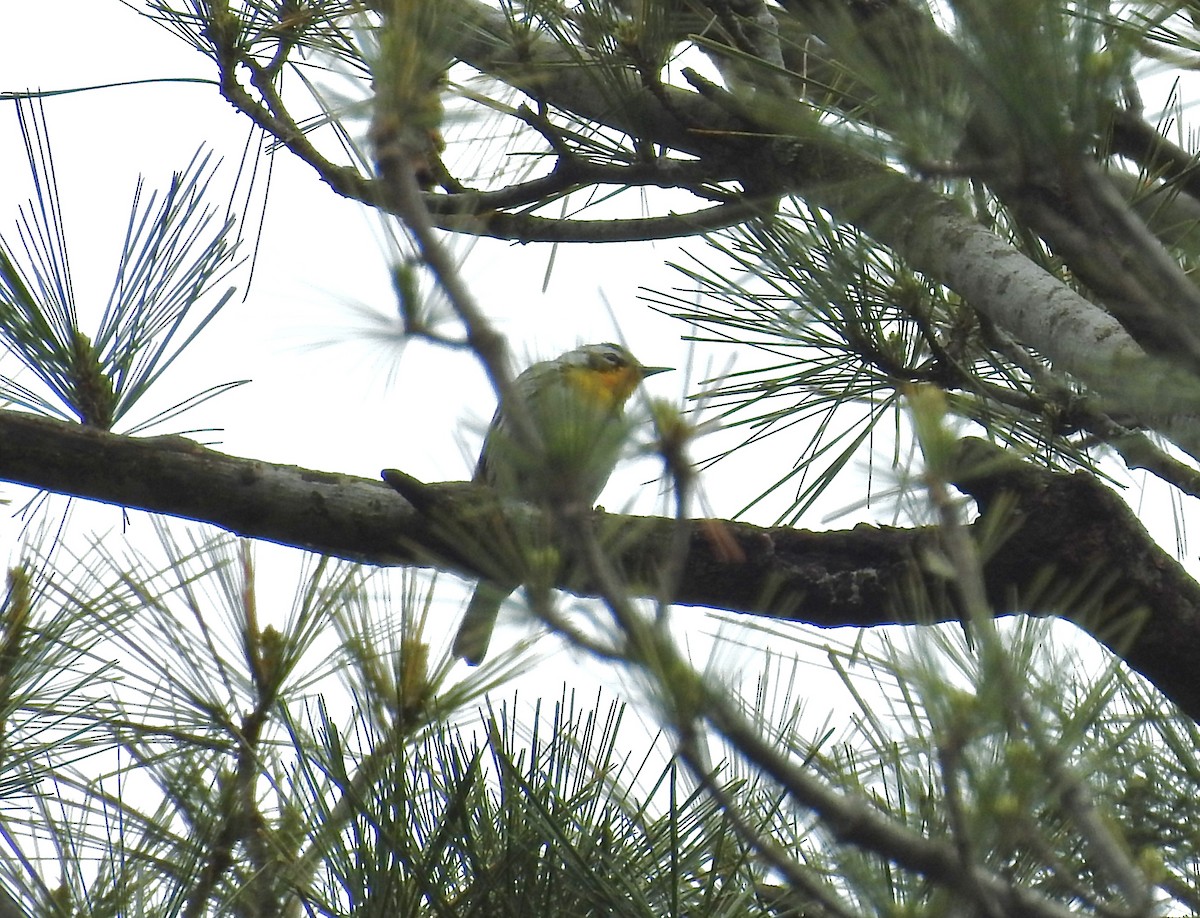 Yellow-throated Warbler - ML618402106