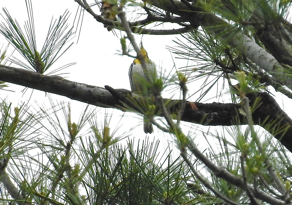 Yellow-throated Warbler - ML618402116