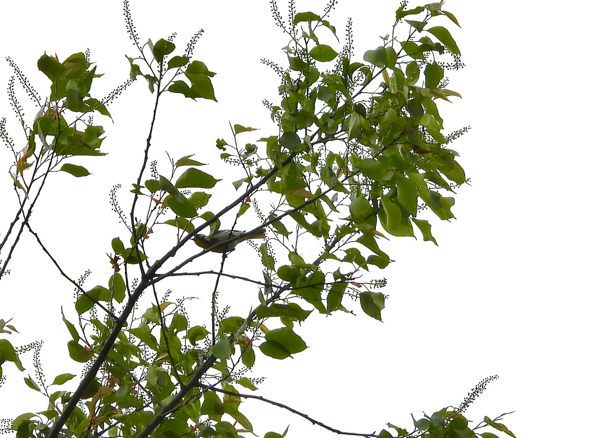 Yellow-throated Warbler - ML618402135