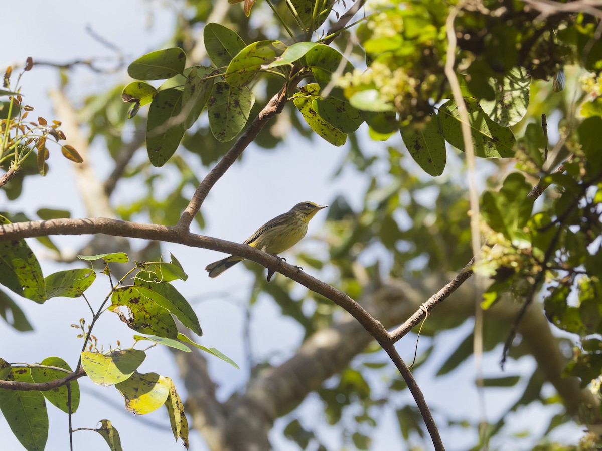 Palm Warbler - ML618402138