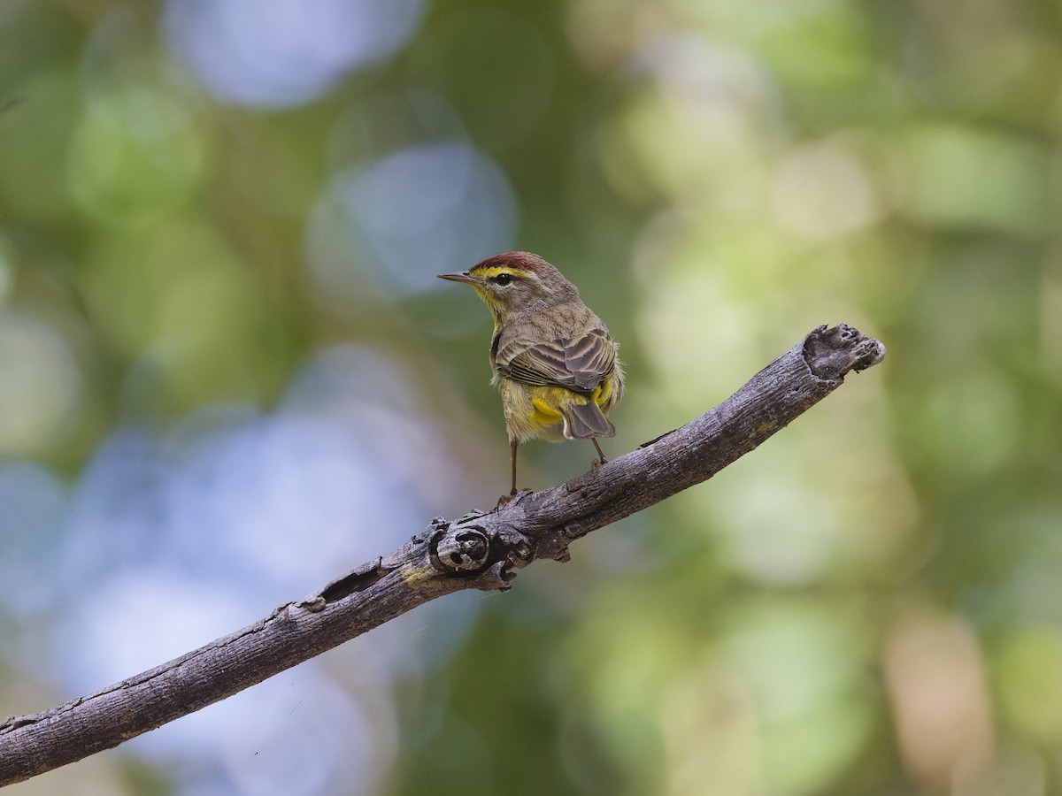 Palm Warbler - ML618402139