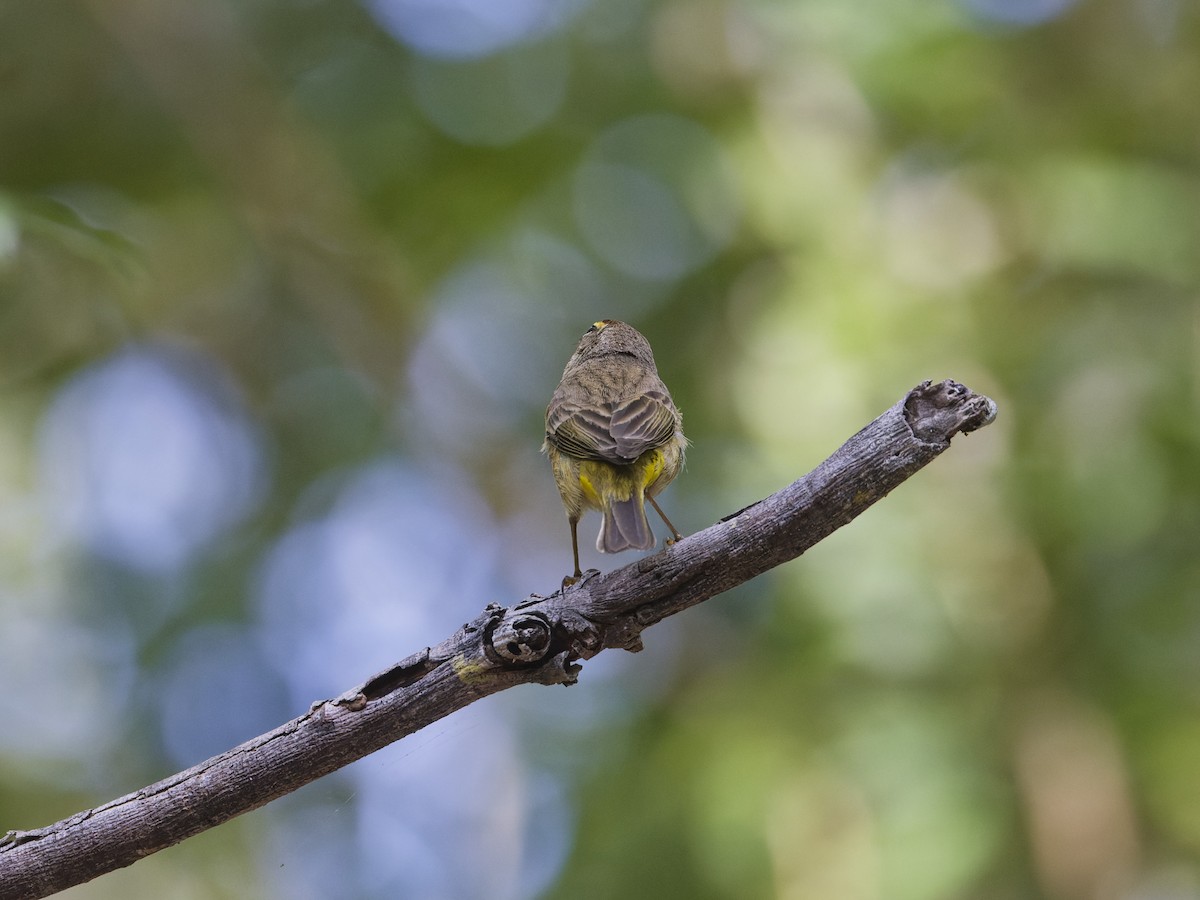 Palm Warbler - Angus Wilson