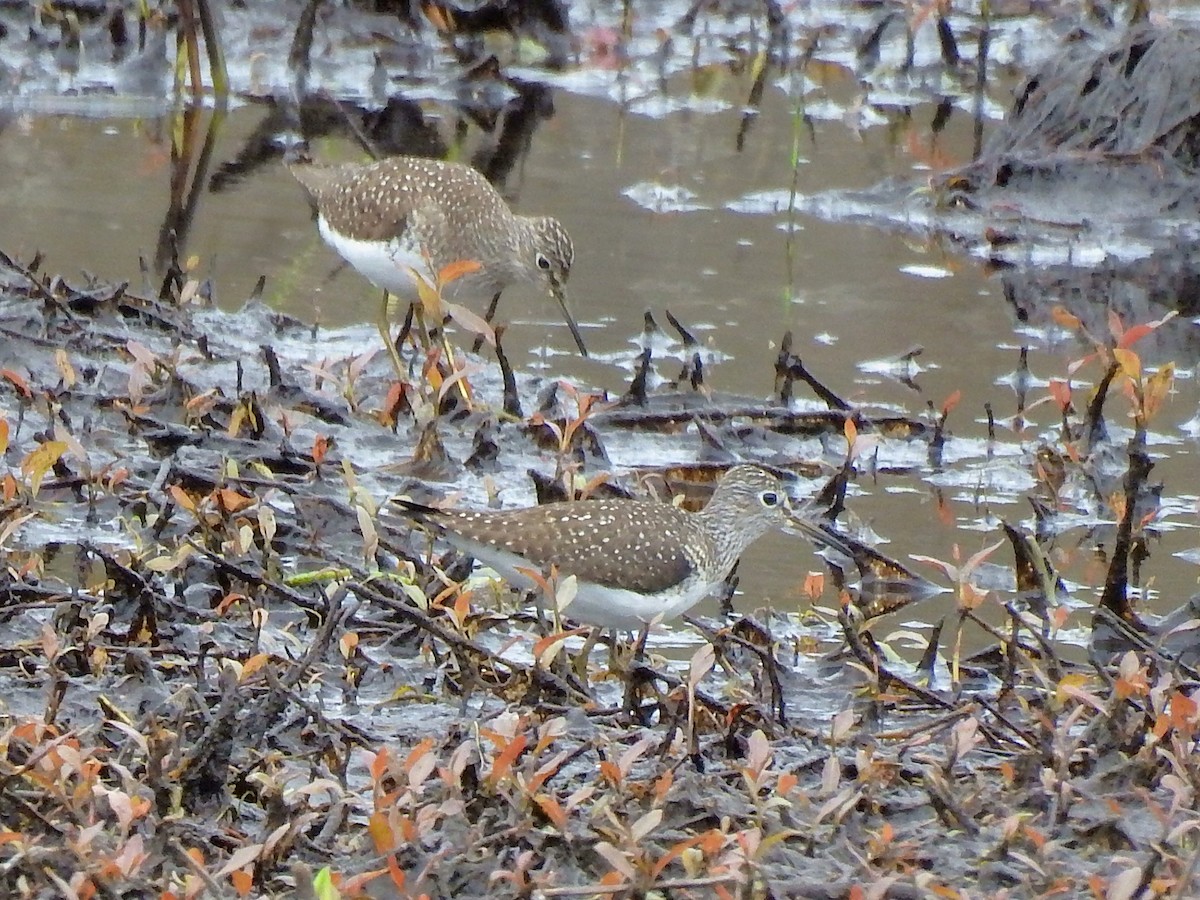 Solitary Sandpiper (solitaria) - ML618402145