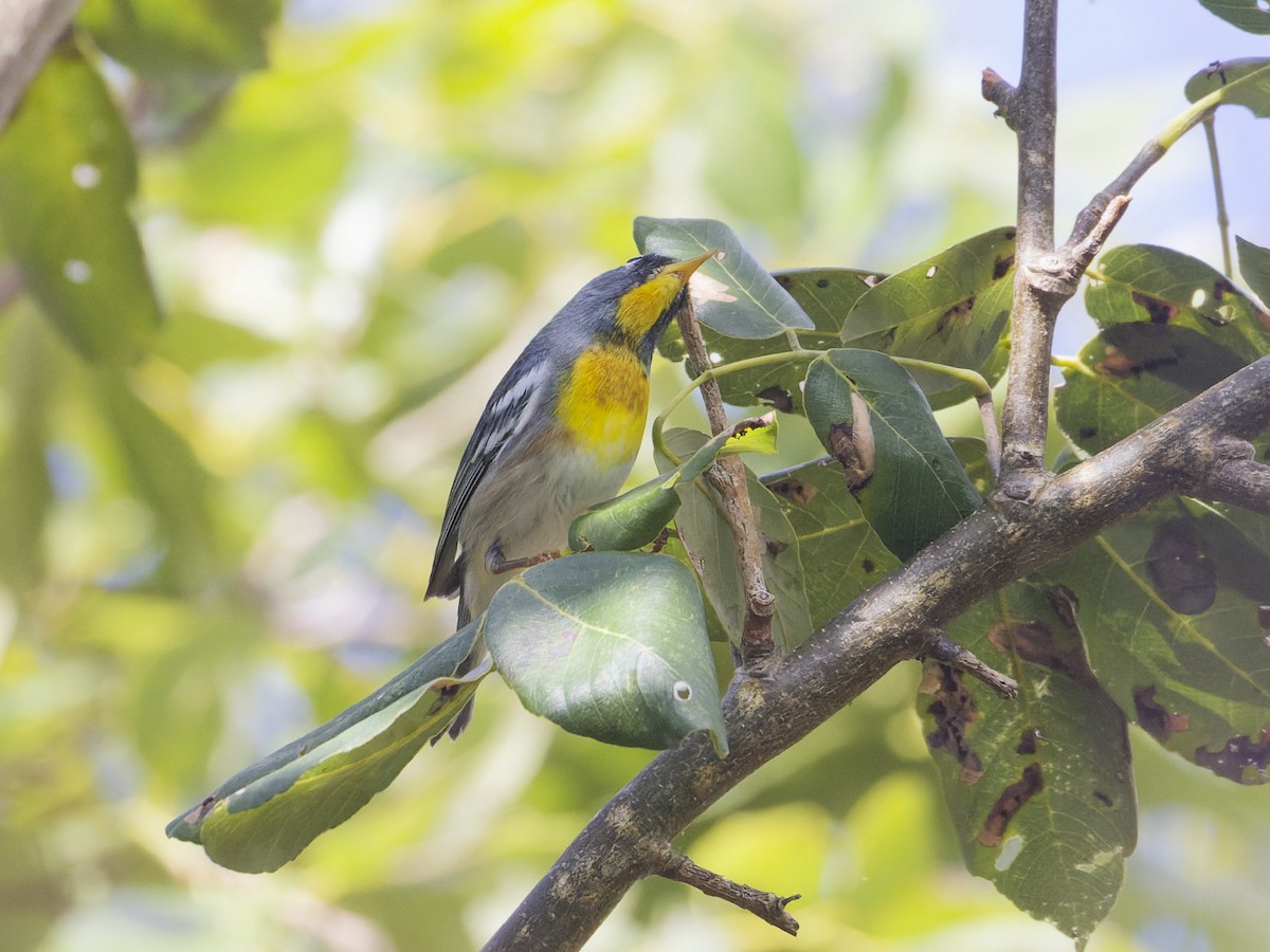 Northern Parula - ML618402165