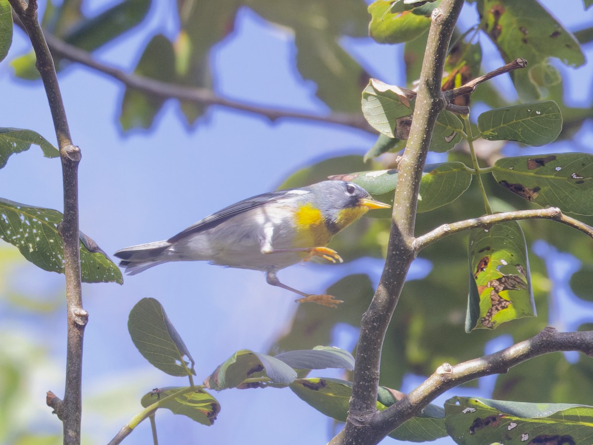 Northern Parula - Angus Wilson