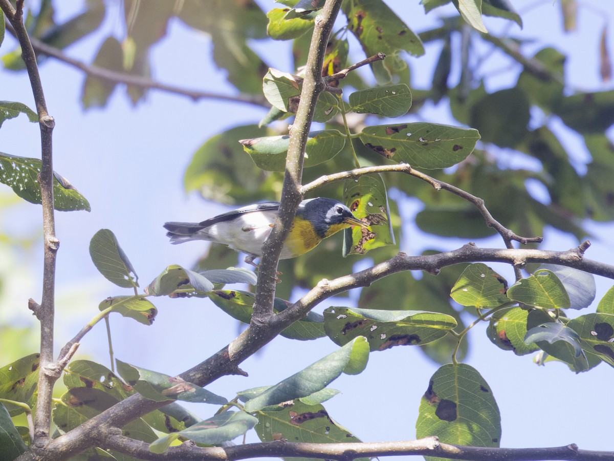 Northern Parula - ML618402167