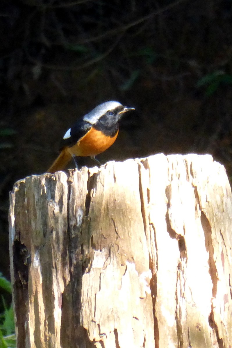 Daurian Redstart - Charlene Glacy