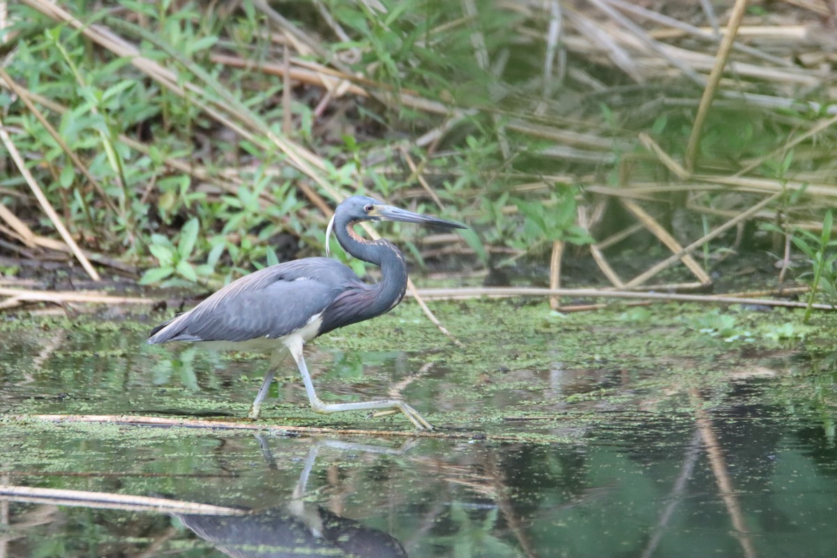 サンショクサギ - ML618402181