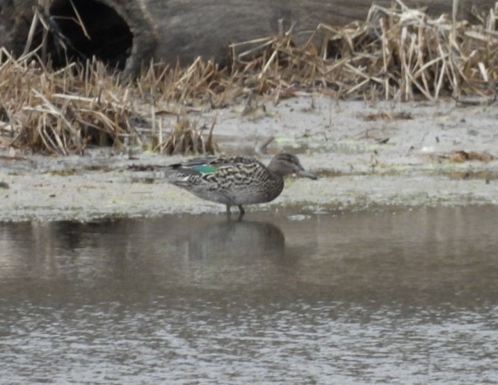 Green-winged Teal (American) - Ian M