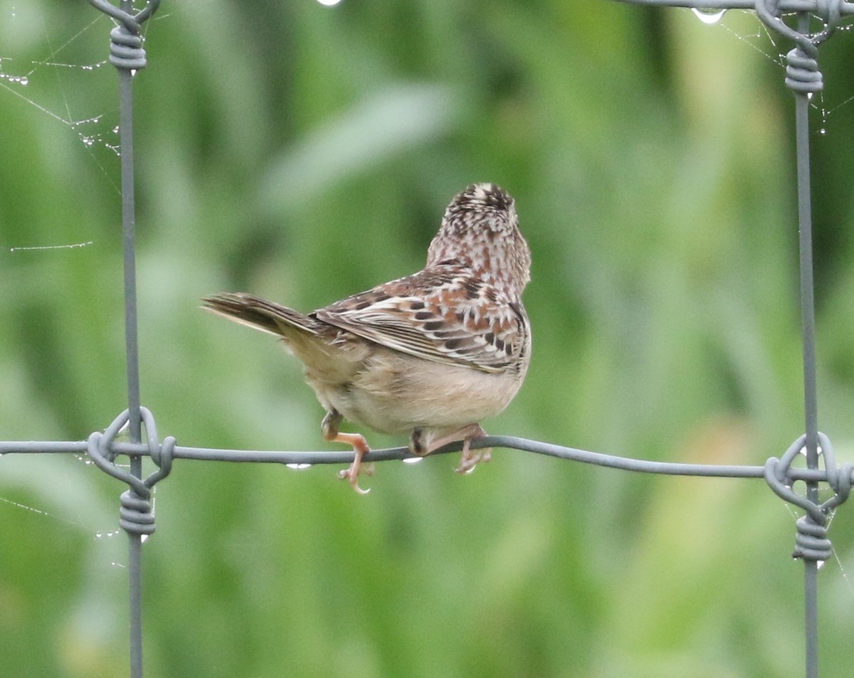 Grasshopper Sparrow - Bobby Brown