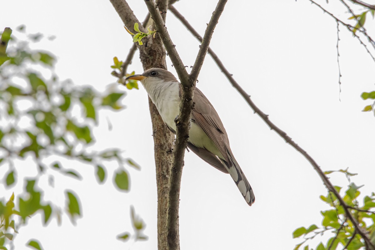 Yellow-billed Cuckoo - ML618402243