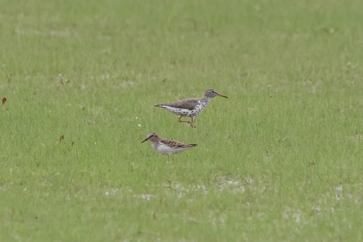 Spotted Sandpiper - Christie Bass