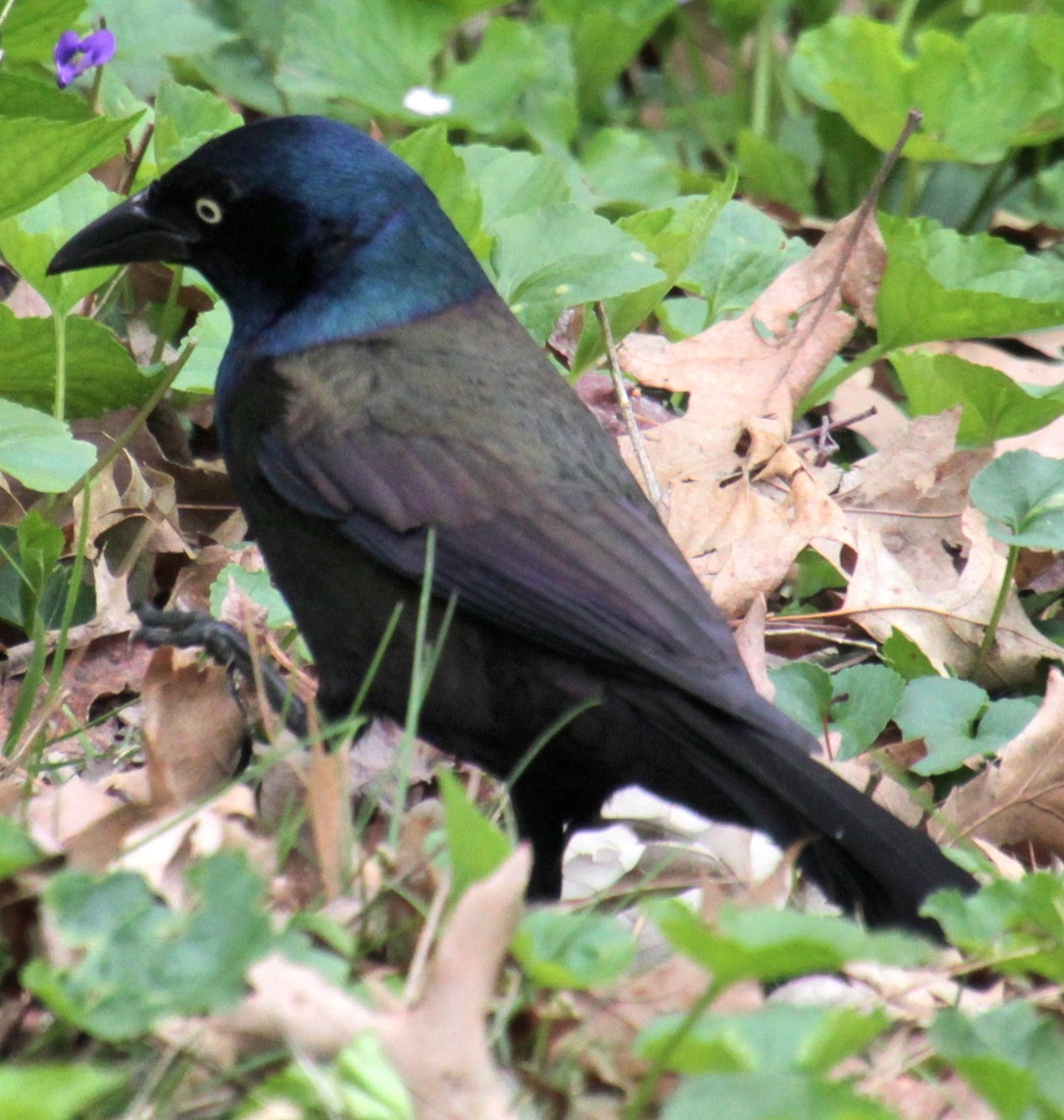 Common Grackle (Bronzed) - Samuel Harris