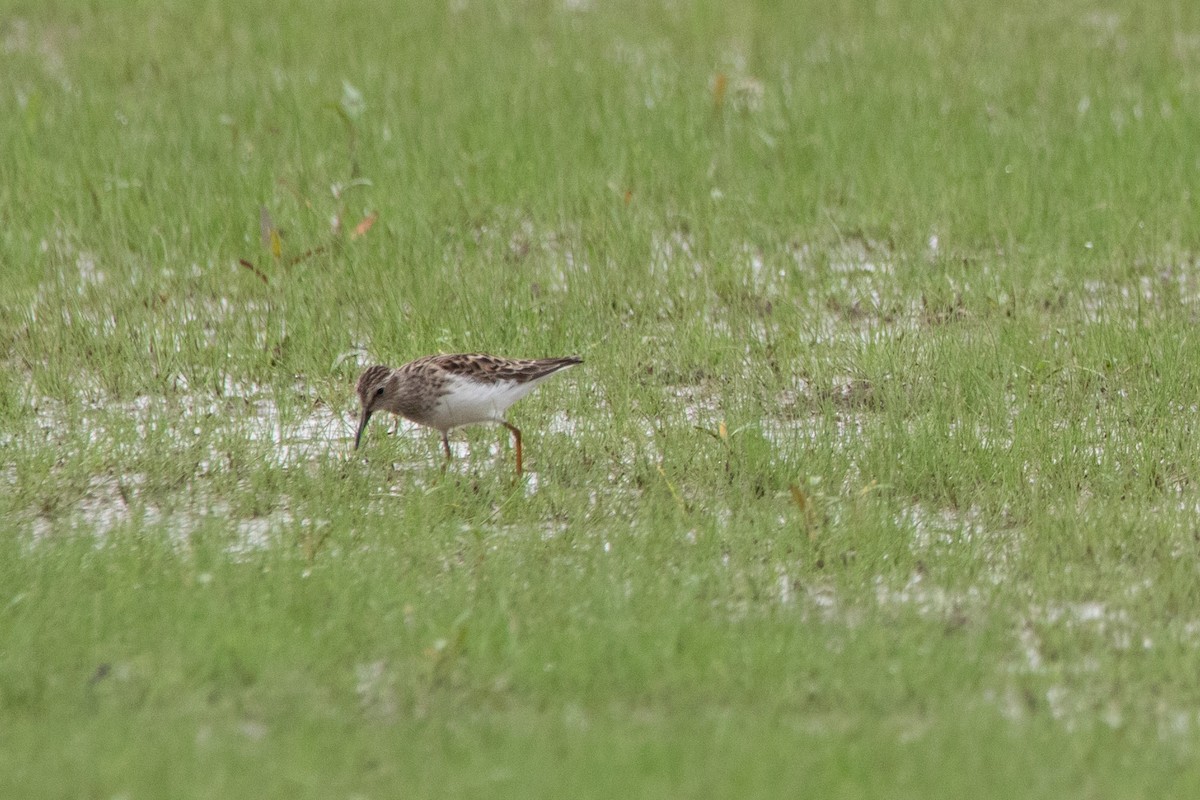 Least Sandpiper - Christie Bass