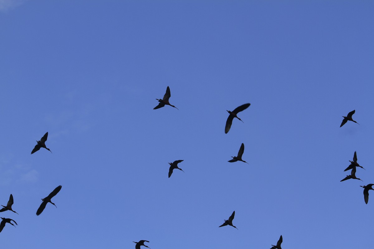 Glossy Ibis - ML618402297