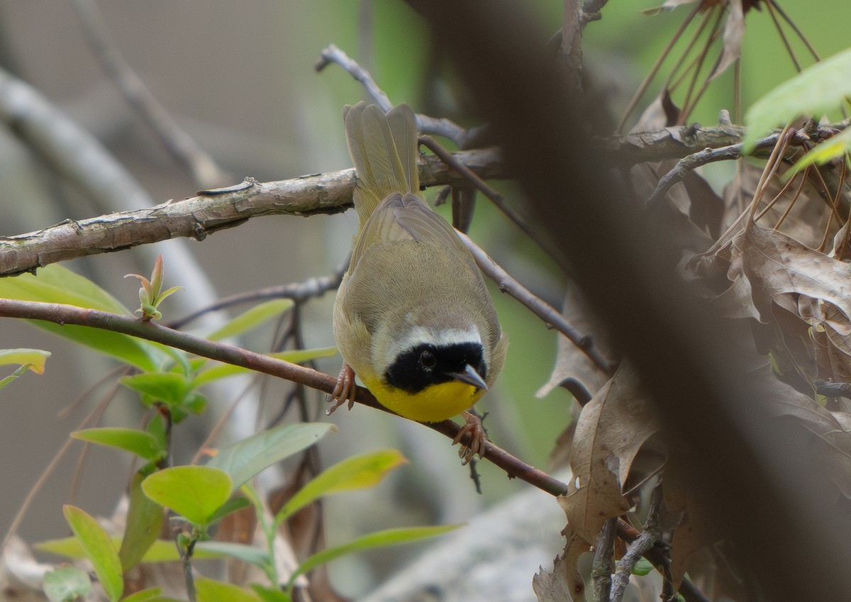 Common Yellowthroat - ML618402298