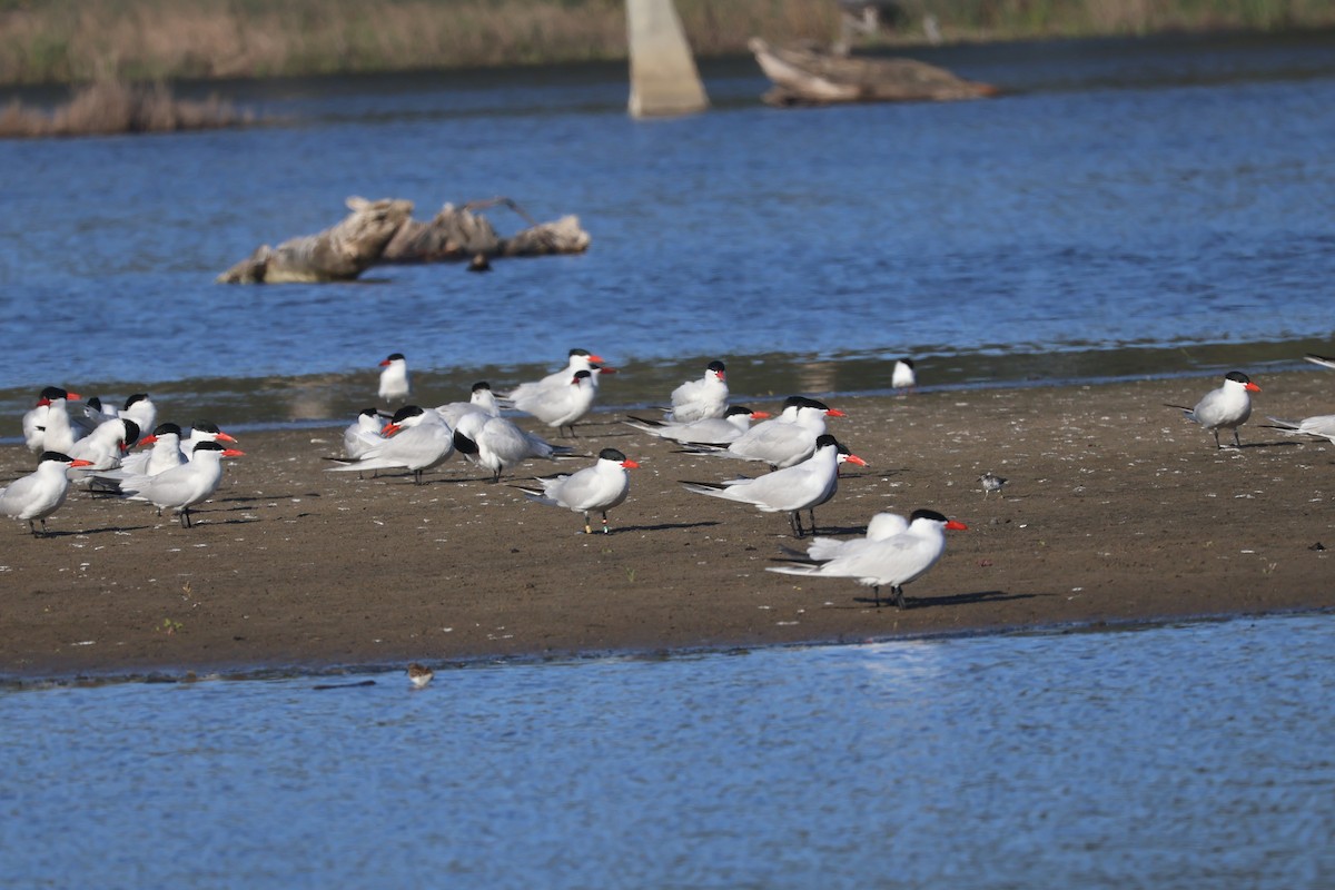 Caspian Tern - Elias McKown