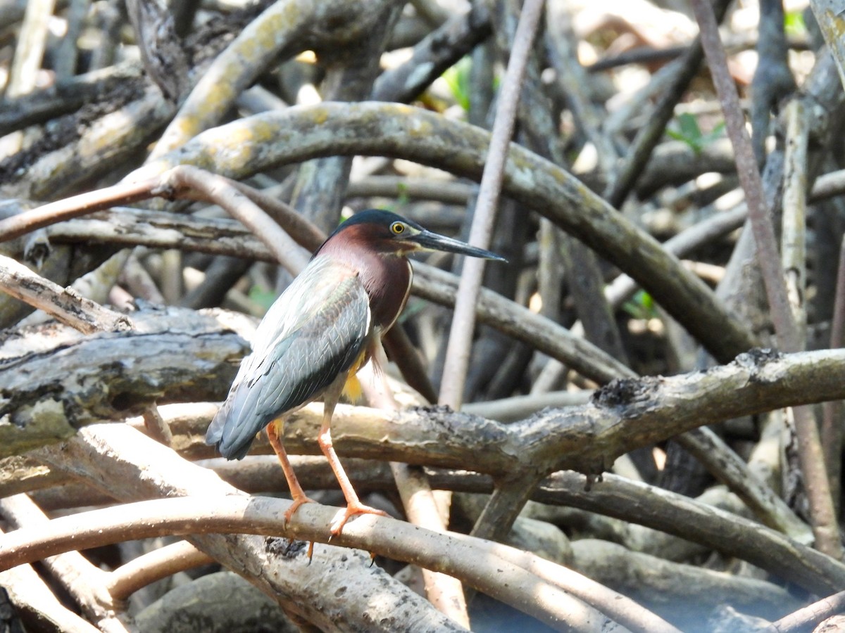 Little Blue Heron - ML618402320