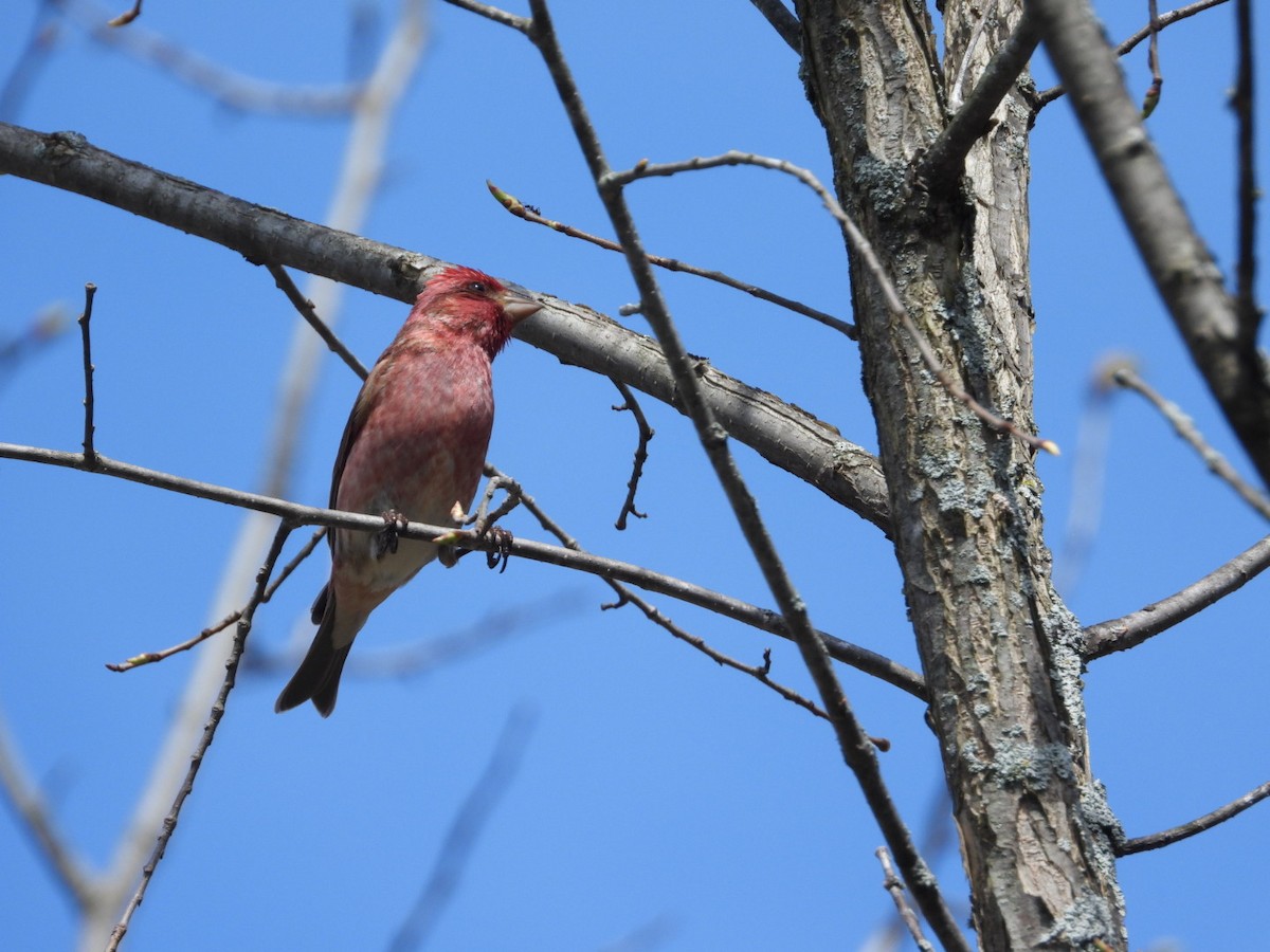 Purple Finch - Pauline DesRosiers 🦉