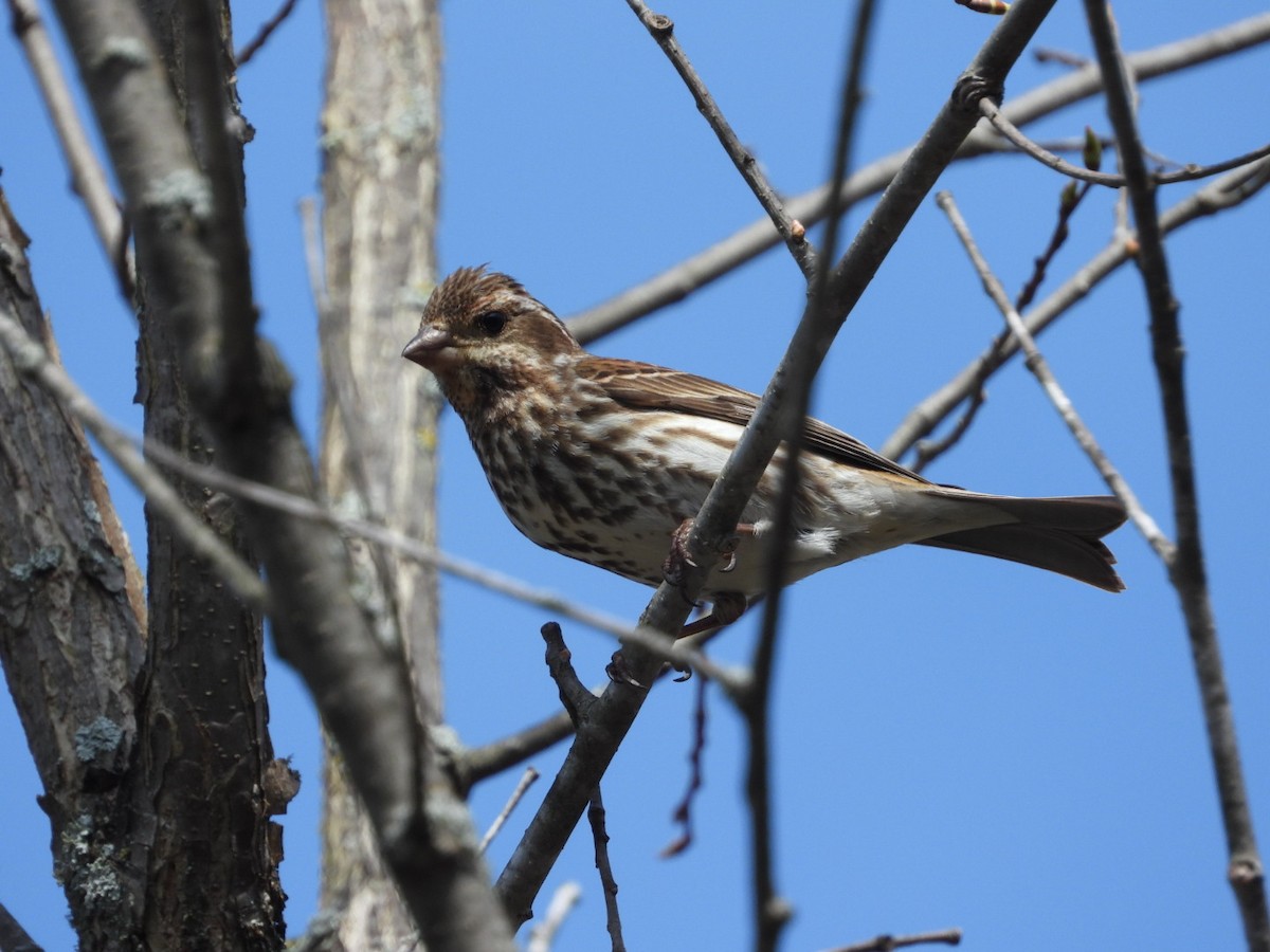 Purple Finch - Pauline DesRosiers 🦉