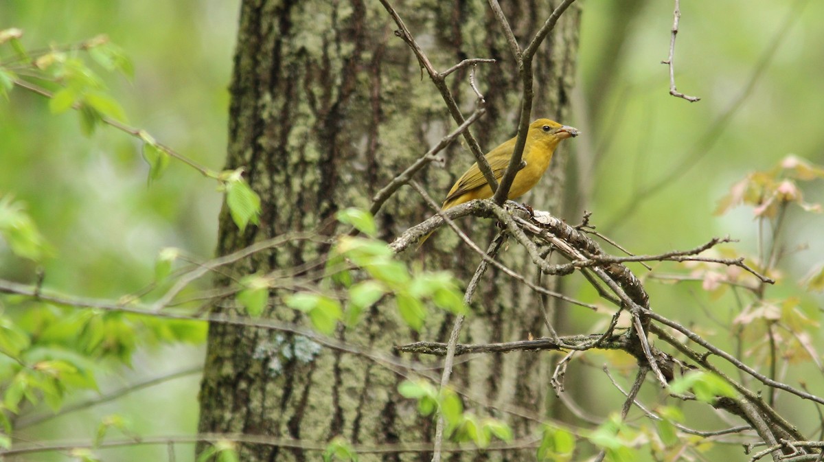 Summer Tanager - Mike Cook