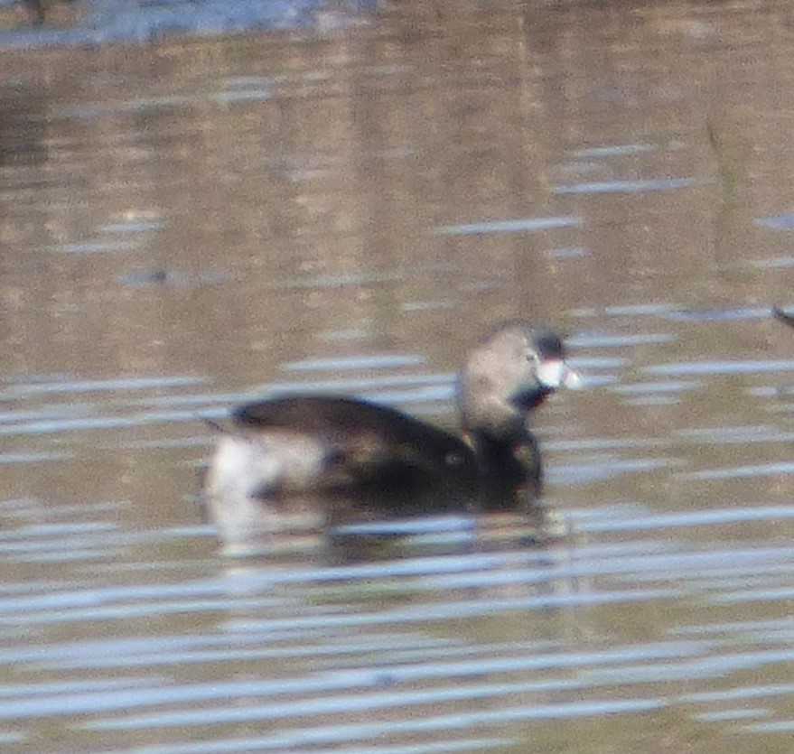 Pied-billed Grebe - Hazem Alkhan