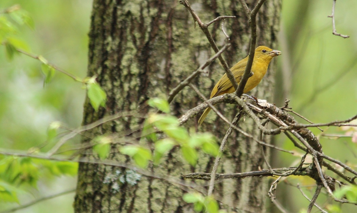 Summer Tanager - Mike Cook