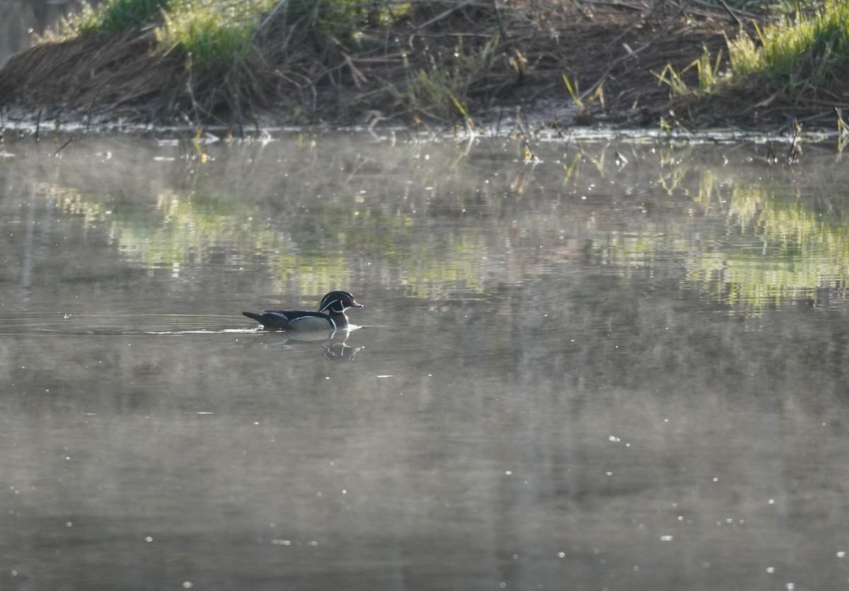 Canard branchu - ML618402378