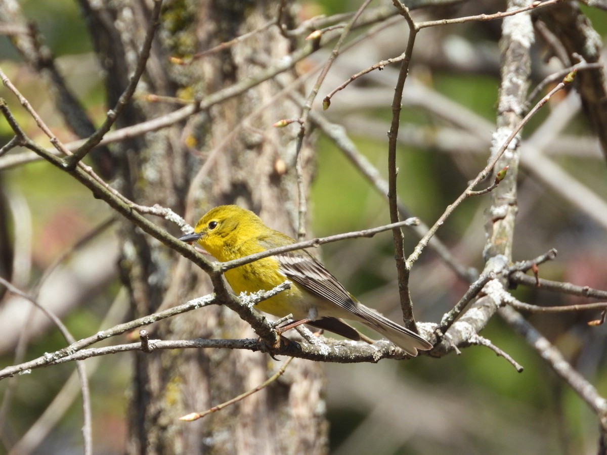 Pine Warbler - ML618402420