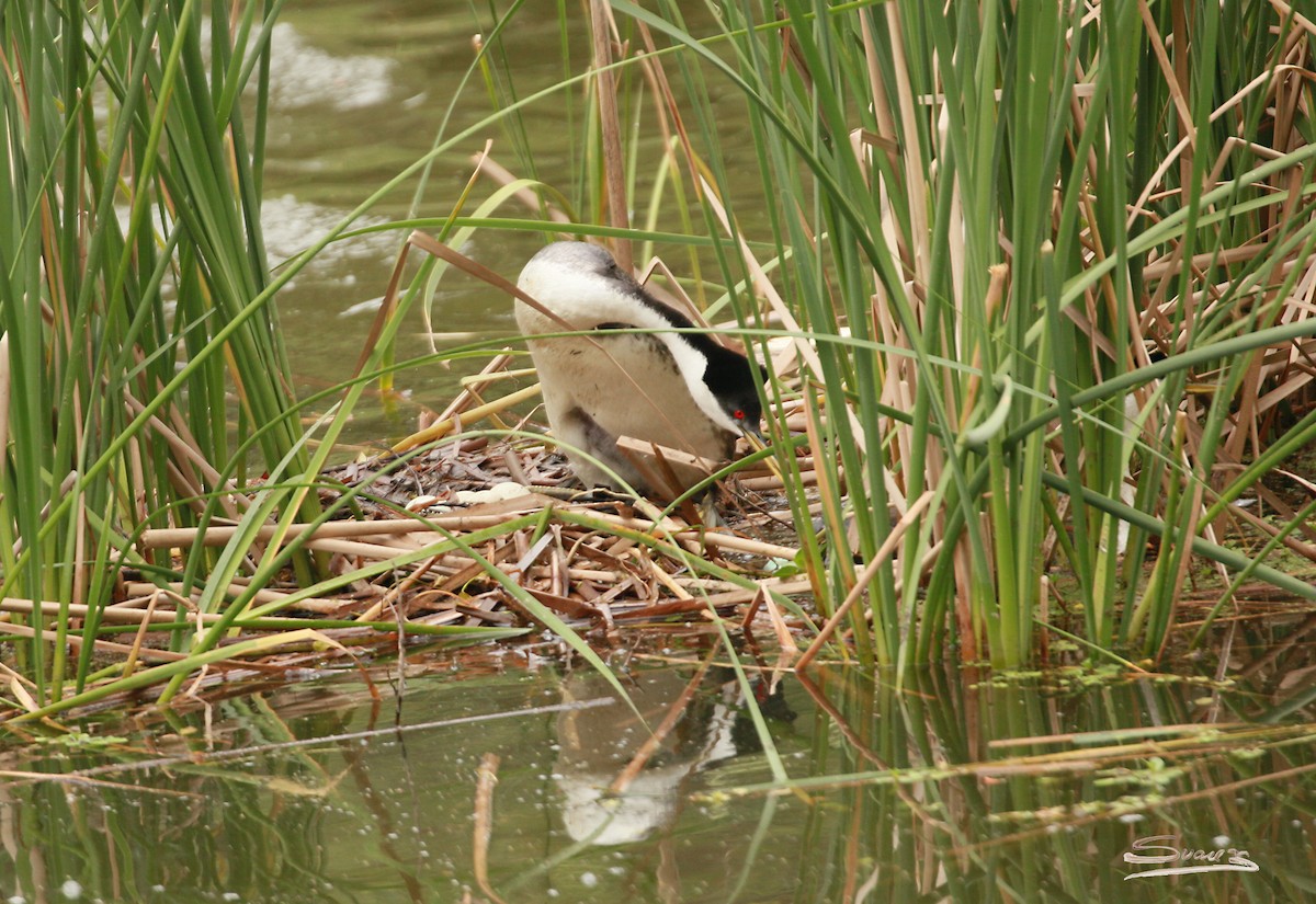 Western Grebe - Karen Suarez