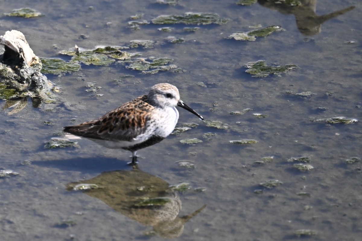 Alpenstrandläufer - ML618402476