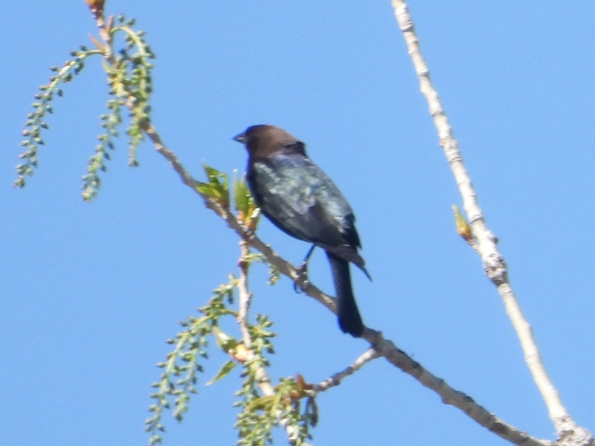 Brown-headed Cowbird - ML618402479