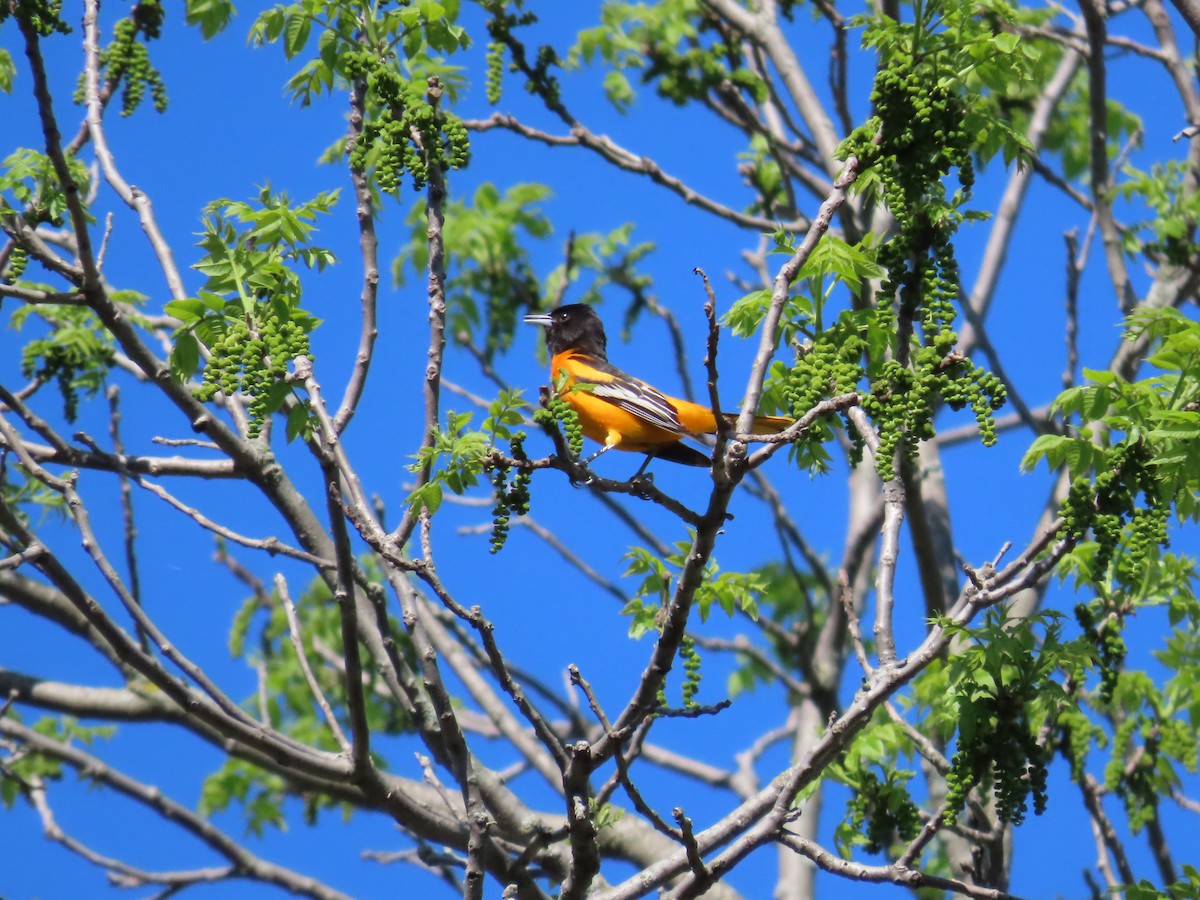 Baltimore Oriole - Juliet Berger