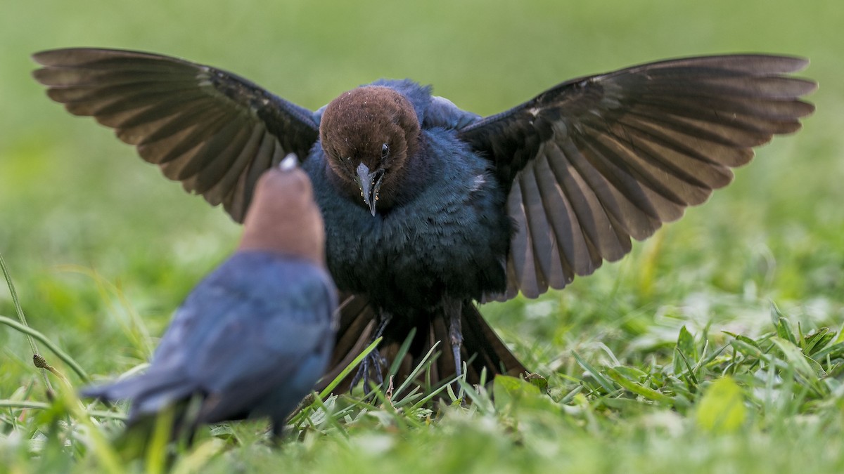 Brown-headed Cowbird - ML618402543