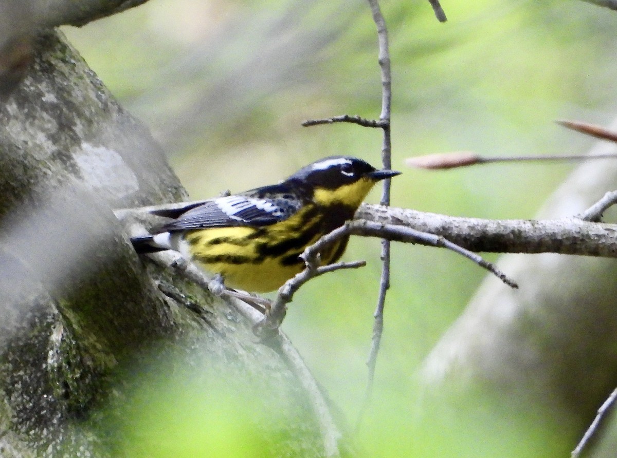 Magnolia Warbler - Kisa Weeman