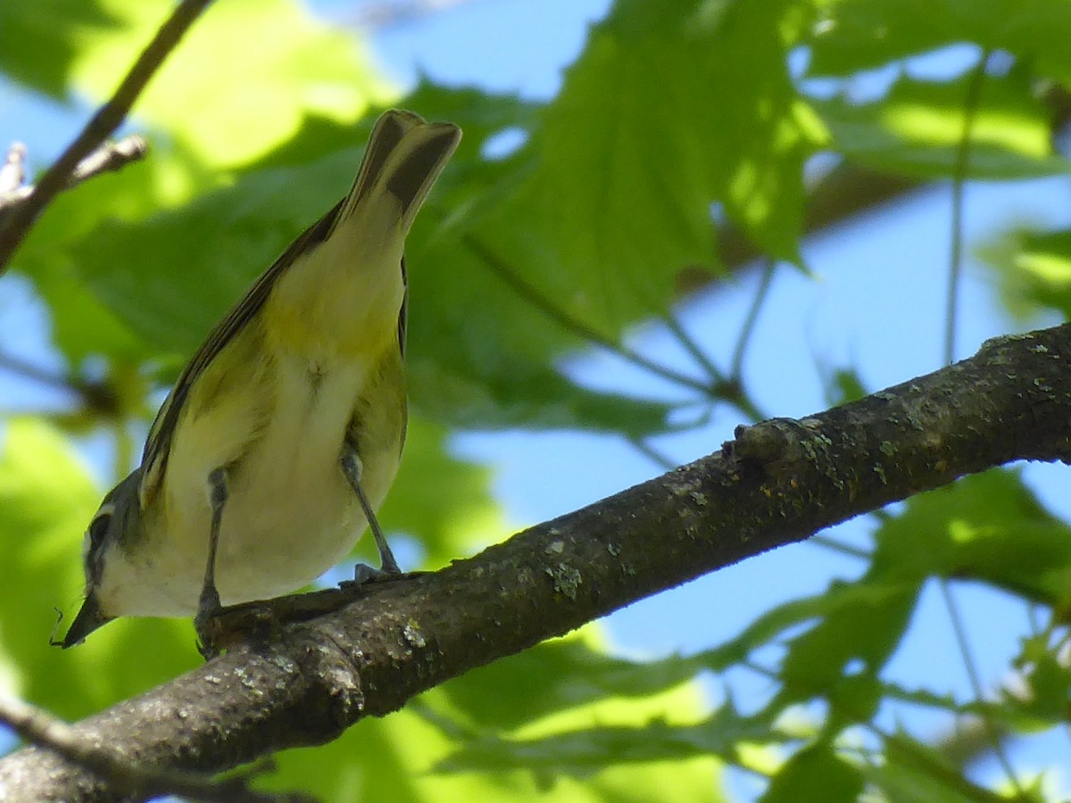 Blue-headed Vireo - M. Jordan