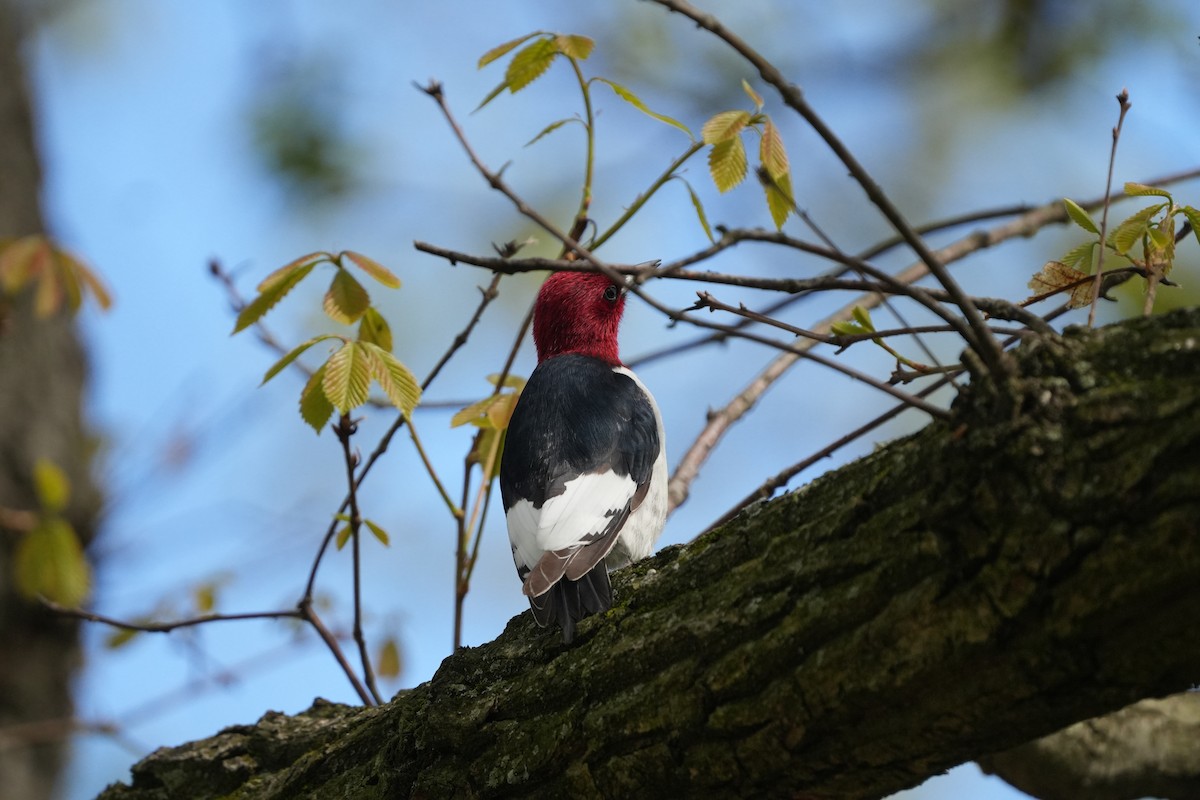 Red-headed Woodpecker - ML618402571