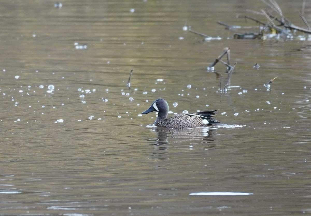 Blue-winged Teal - Sarah Foote