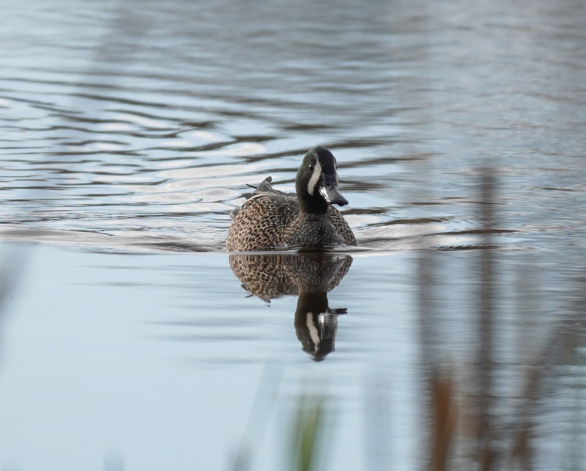 Blue-winged Teal - Sarah Foote