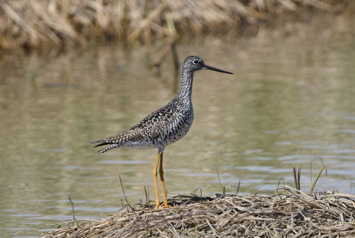 Greater Yellowlegs - Henri Ouellet