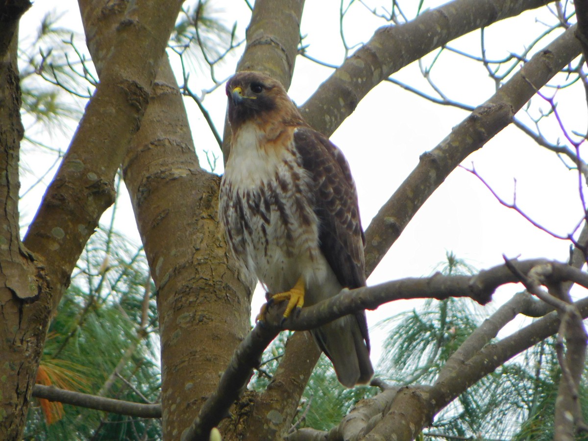 Red-tailed Hawk - Tim E.