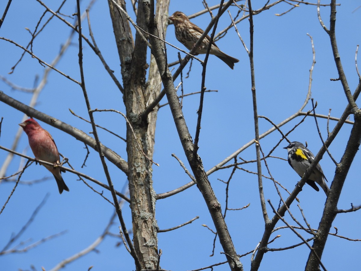 Purple Finch - Pauline DesRosiers 🦉