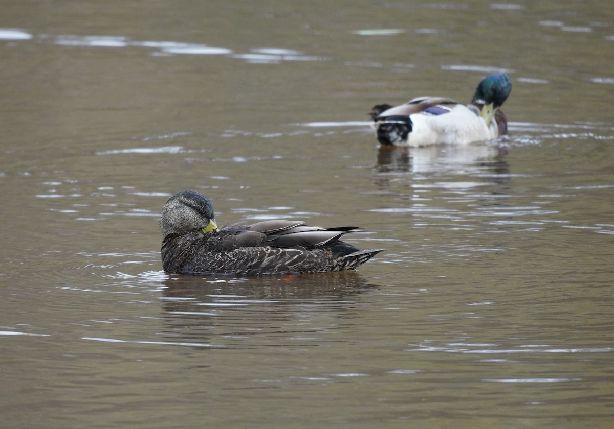 American Black Duck - Sarah Foote