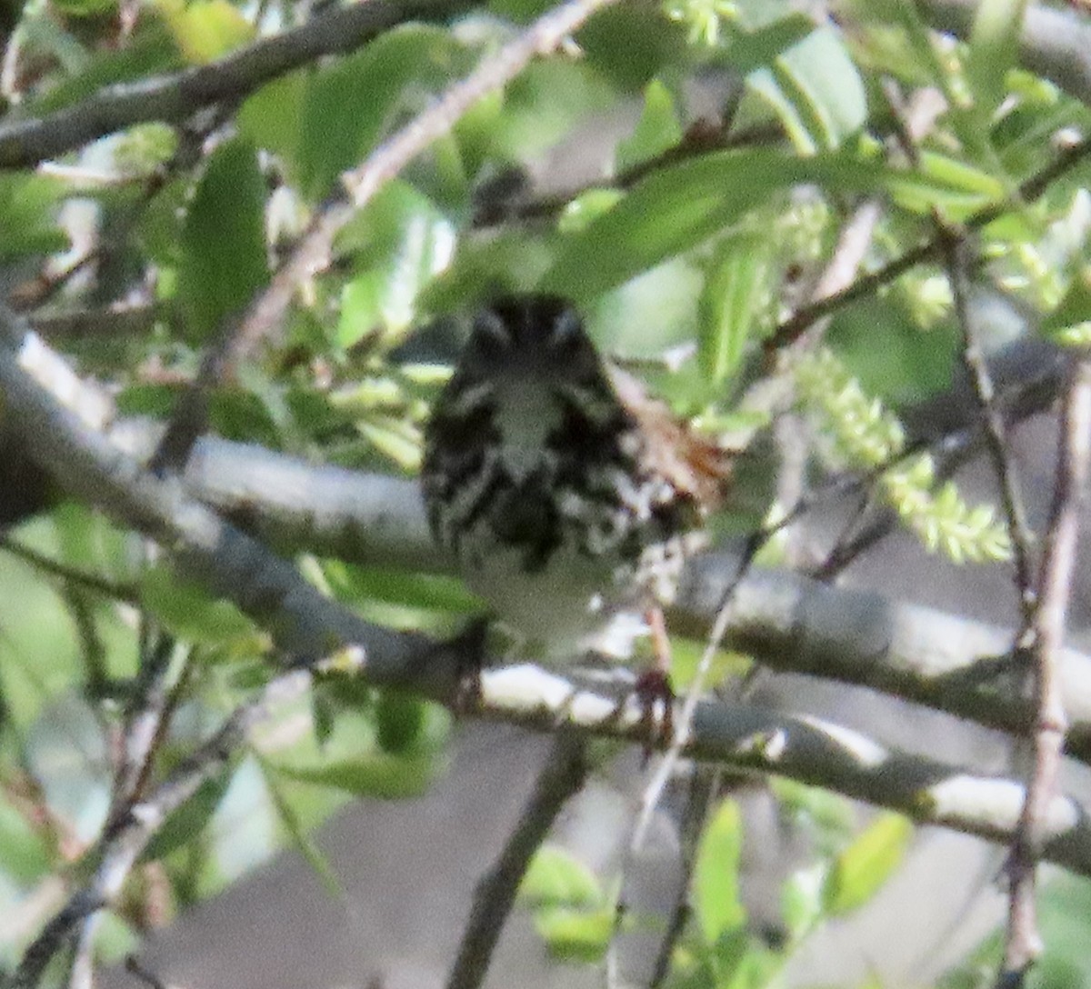 Song Sparrow - George Chrisman