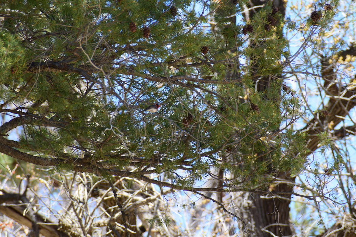 Red-faced Warbler - ML618402671